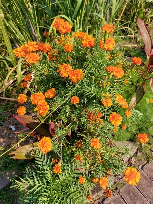 The Best Orange Wildflowers for Your backYard to Grow