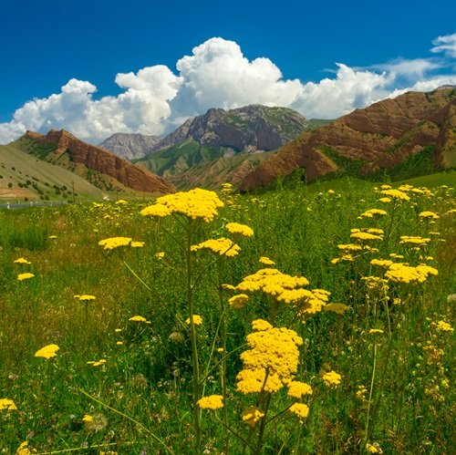 varieties of yellow wildflowers with best background