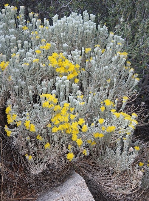  Yellow Wildflower Types