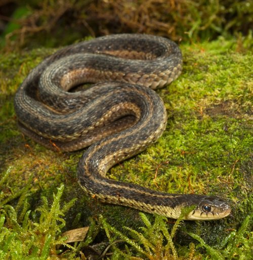  Common Water Snakes in Ohio 