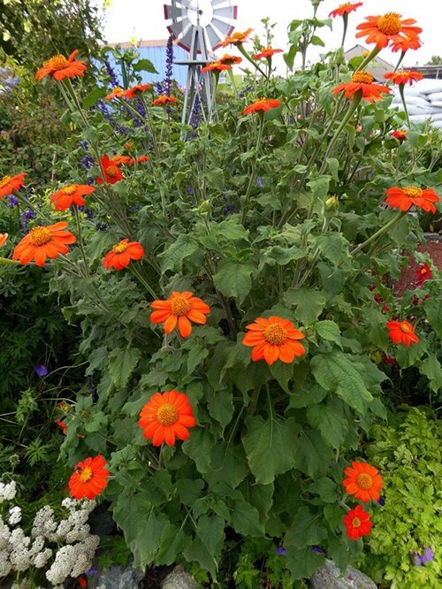 Top Orange Wildflowers for Your Yard