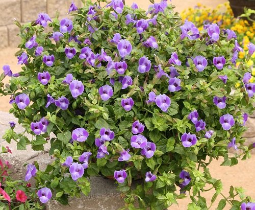 Purple Annual Flowers in pot