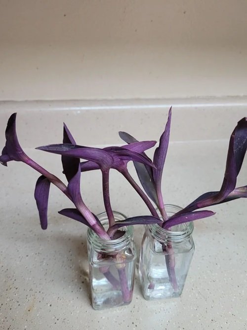 Most Beautiful Tradescantias to Grow in Water