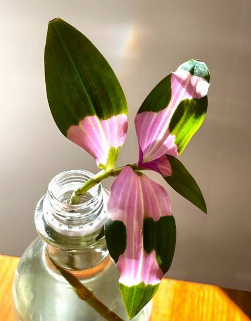 Most Beautiful Tradescantias to Grow in Water