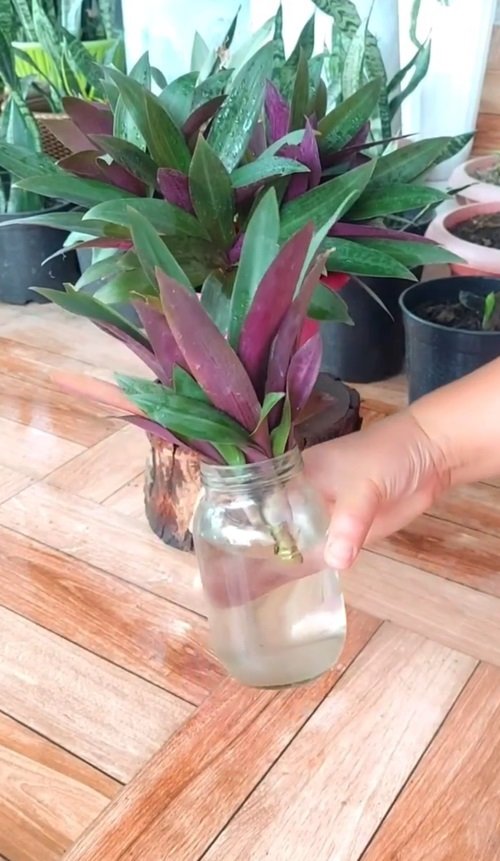 Tradescantia to grow in water 5