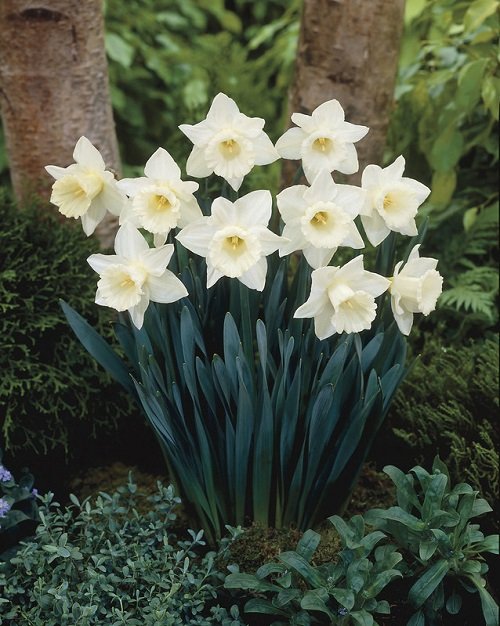 Trumpet Daffodil Beautiful Ivory Flowers