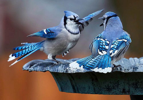 What Does It Mean When You See Two Blue Jays Together