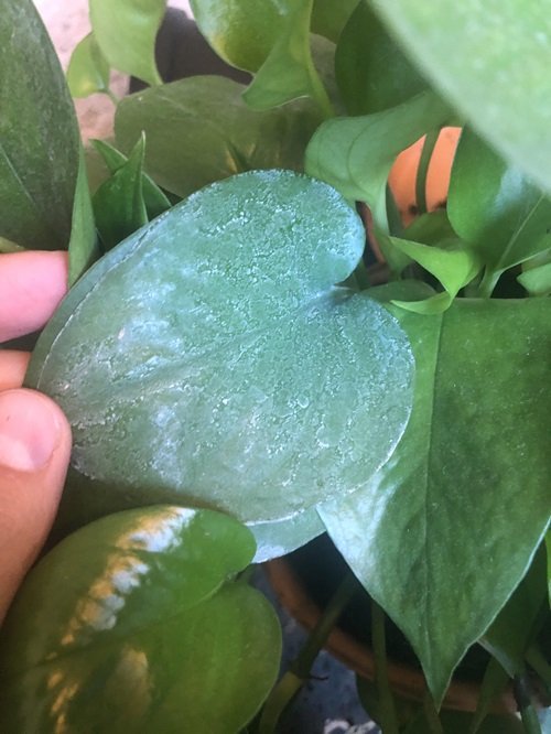 Common Pothos Growing Mistakes Using Hard Water