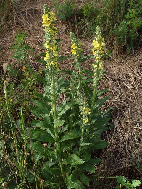 The Most Similar Plants to Mullein