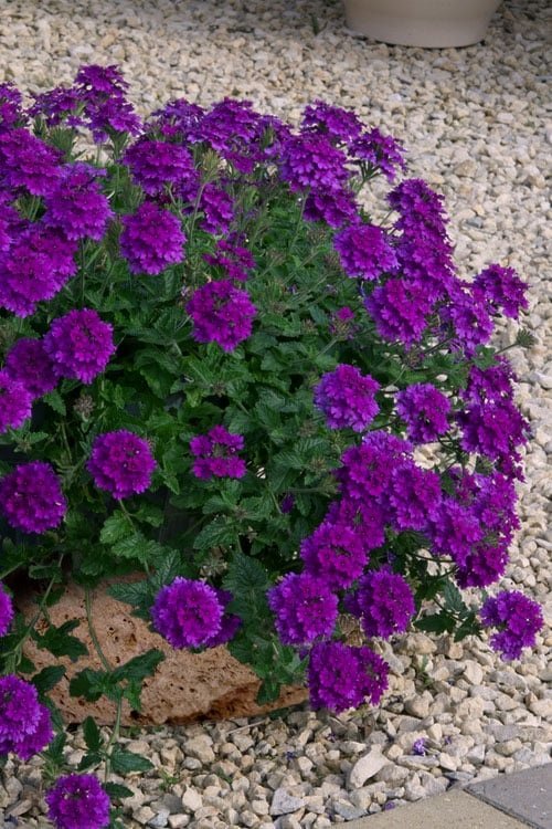 Purple Annual Flowers in garden