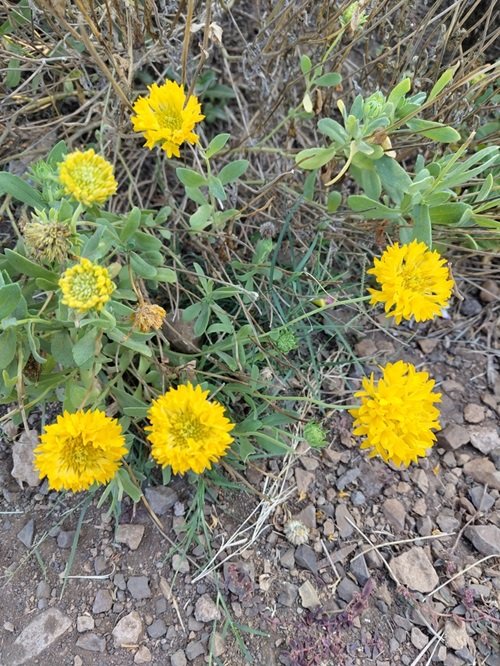 lovely Yellow wildflower varieties