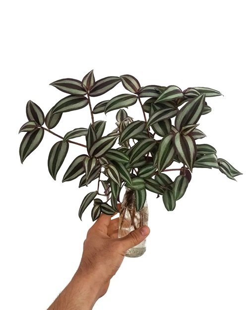 Tradescantia to grow in water 1