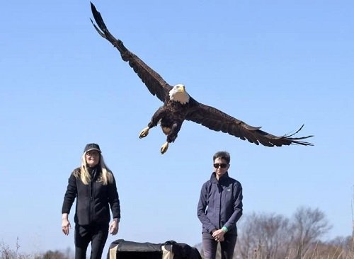 What Does It Mean When an Eagle Flies Over You