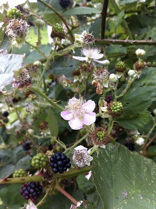 When Do Blackberries Bloom and Fruit