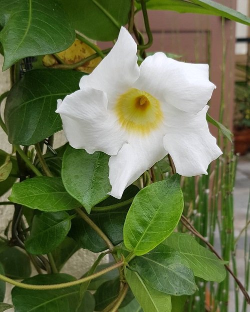 White Alamanda Vines with White Trumpet Flowers