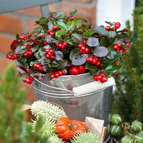 Holiday Plants After Christmas 7