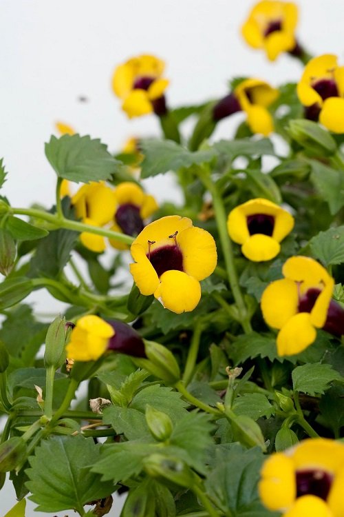 best Four-petalled yellow flowers