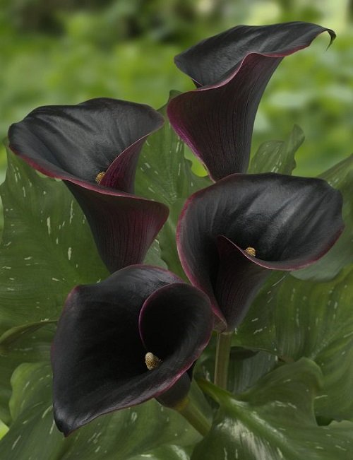 Black Calla Lily Varieties 4