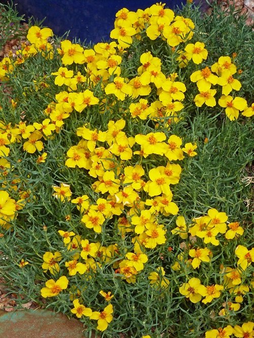 Yellow Wildflower Types