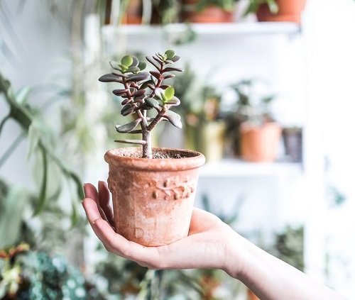 Tiny Mini Succulents for pot