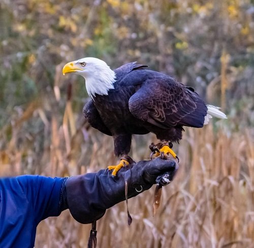 Eagle Encounters in Different Cultures