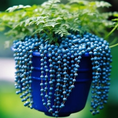 Blue String of Pearls in blue basket 3