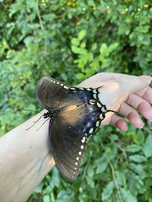 What Does It Mean to Cross Paths with a Butterfly 1
