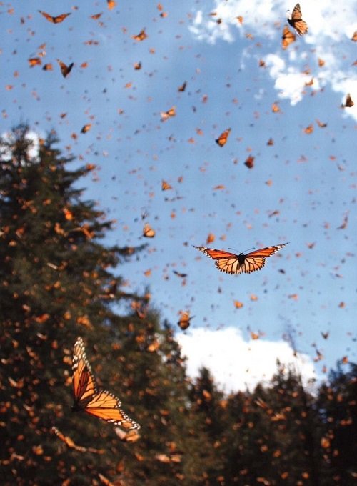 What Does It Mean to Cross Paths with a Butterfly