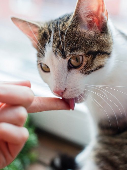 What Does it Mean When a Cat Licks You 1