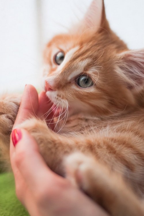How to Stop Frequent Cat Licking