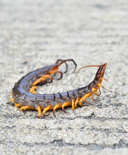 Is it Good Luck or Bad Luck to See a Centipede in Your House