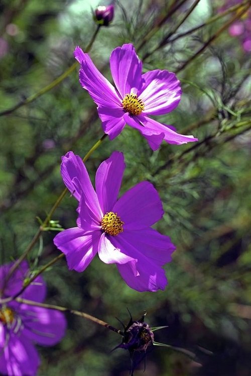 top best Beautiful Purple Flowers With Yellow Center