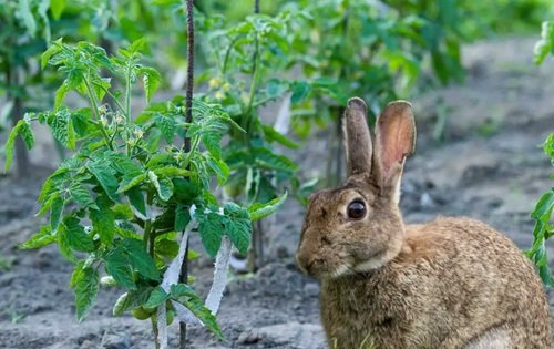Do Rabbits Eat Pepper Plants 2