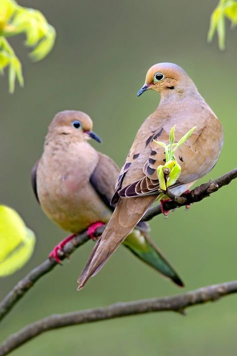What Does It Mean When a Dove Visits You
