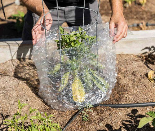 Cover the Pots and Plants with a Bubblewrap 7