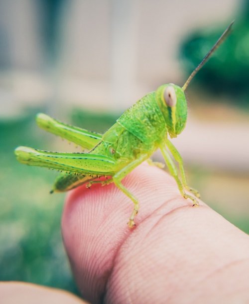 Grasshopper Spiritual Meaning and Symbolism 5