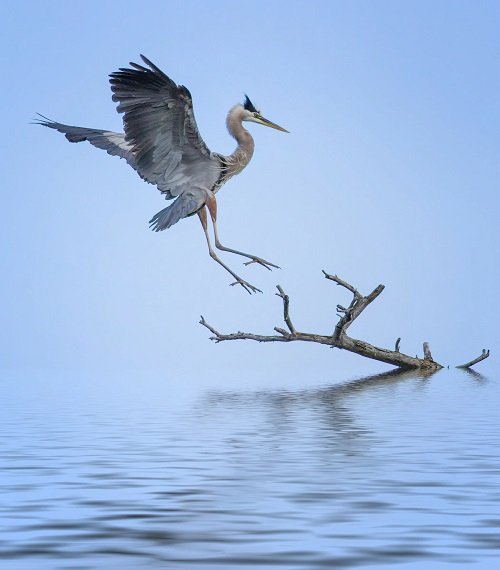 What Do Different Types of Herons Symbolize