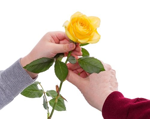 What Does It Mean When Someone Gives You a Yellow Rose