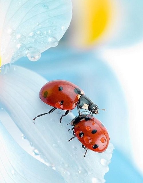 Why Ladybugs Are Good Luck 3