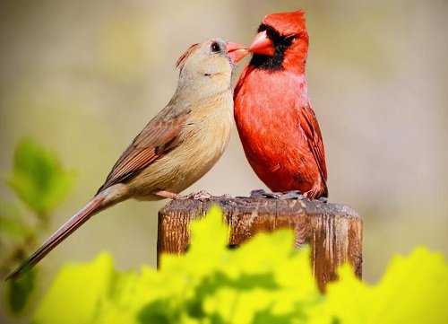 What Does It Mean When You See Two Cardinals Together