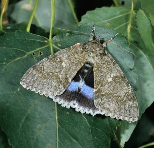 Beautiful Blue Moths in garden