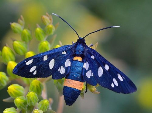 Beautiful Blue Moths in your garden
