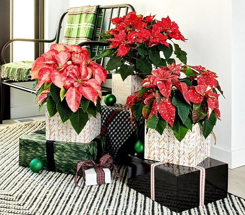 Include Holiday Plants Like Poinsettias