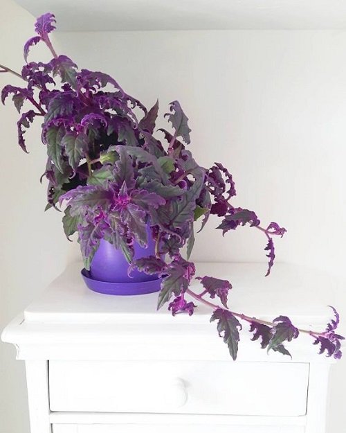 Purple Trailing Plants 2