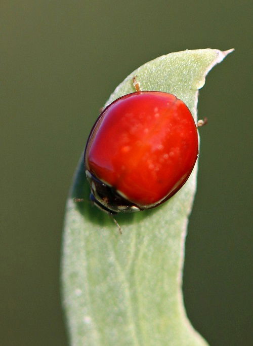 Meanings of Spotless Ladybugs in Various Colors