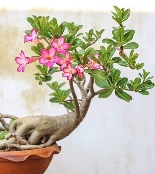 Indoor Plants that Become Quick Easy Bonsai 11