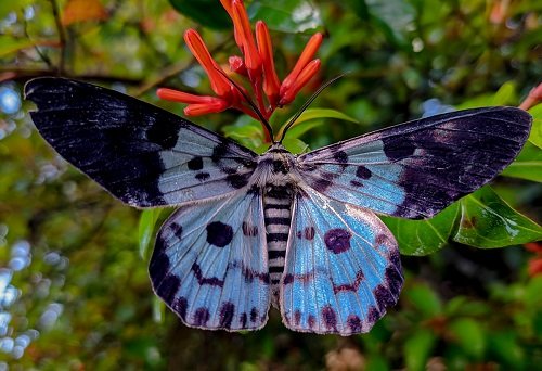 Blue Moths 15