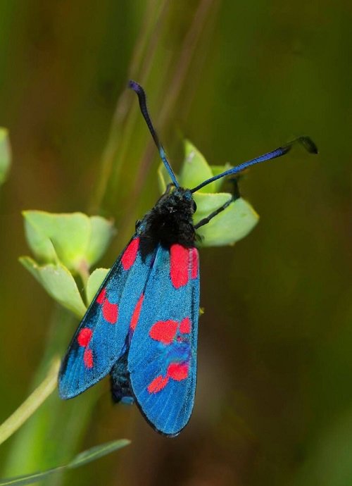 Blue Moths 9