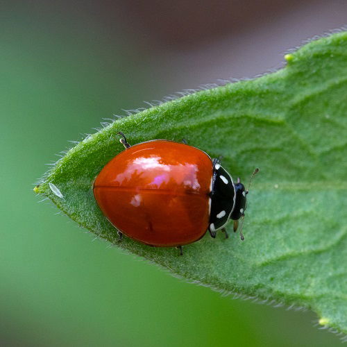 Ladybug With No Spots Spiritual Meaning 3