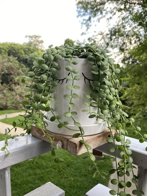 Plants Similar to String of Pearls 5